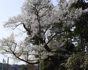 月訪の桜