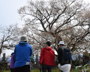 御旅屋桜