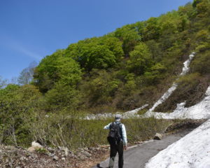 新緑と青空と雪