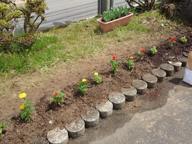 花壇に定植中