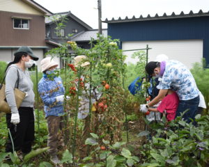 夏野菜も収穫♪