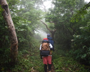 登山道はこんな感じ