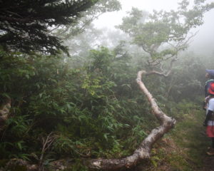 この木のど根性がすごい