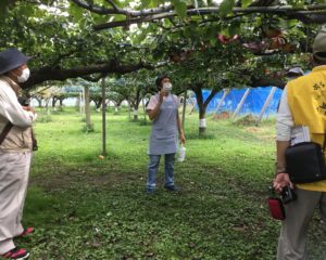 新興果樹園　園長から梨のお話