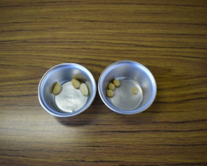左:浸水大豆 右:乾燥大豆
