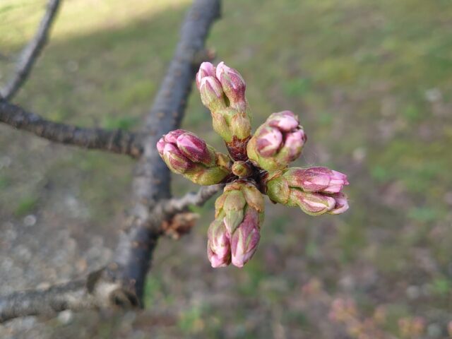 百年桜