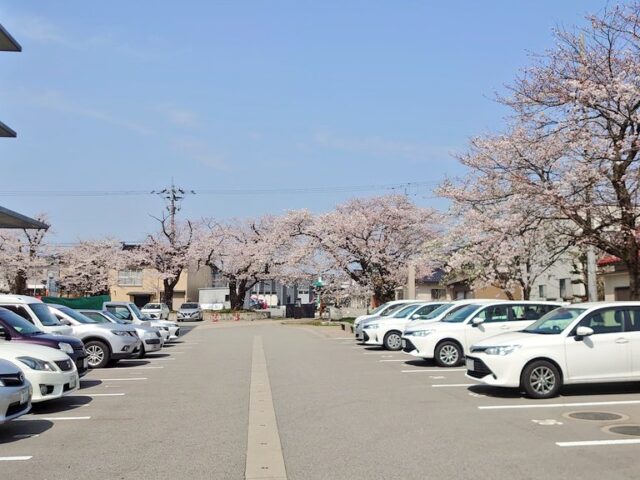 市役所の桜の様子