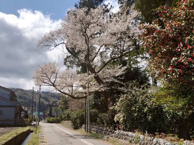 月訪の桜