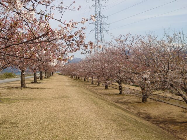 堤防沿い