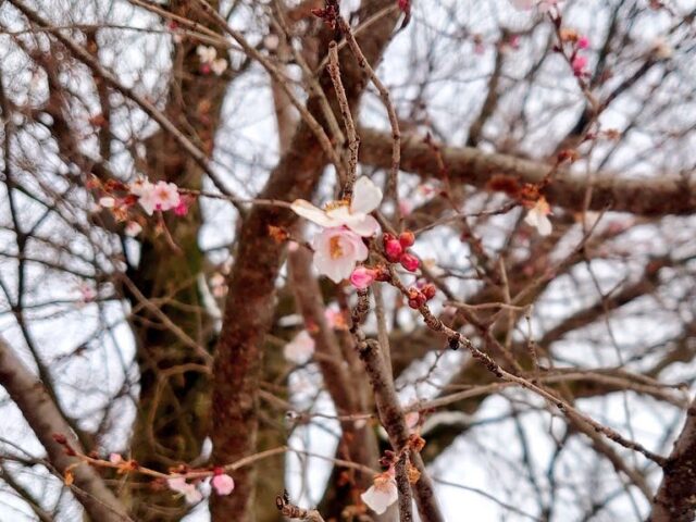 桜の花