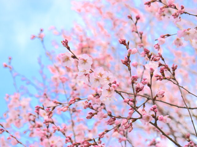 コラーレの桜です！