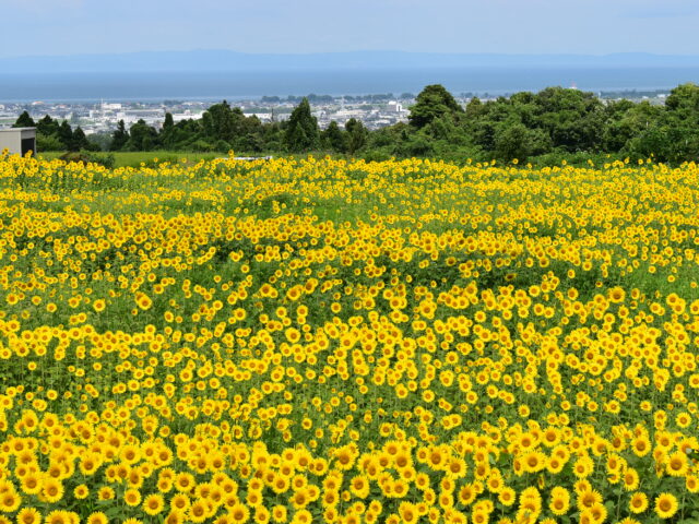 8月中旬まで楽しめます♪