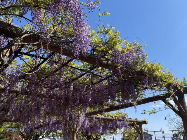 藤棚　はまなす公園